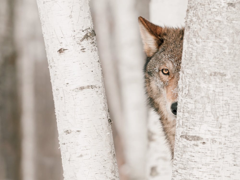 Winter Wolf Hiding