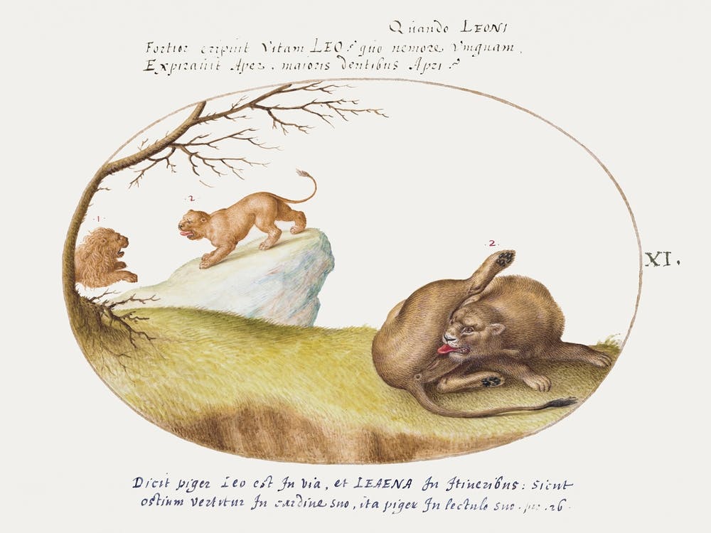 A Lioness With Two Lions In The Background (1575–1580), Joris Hoefnagel