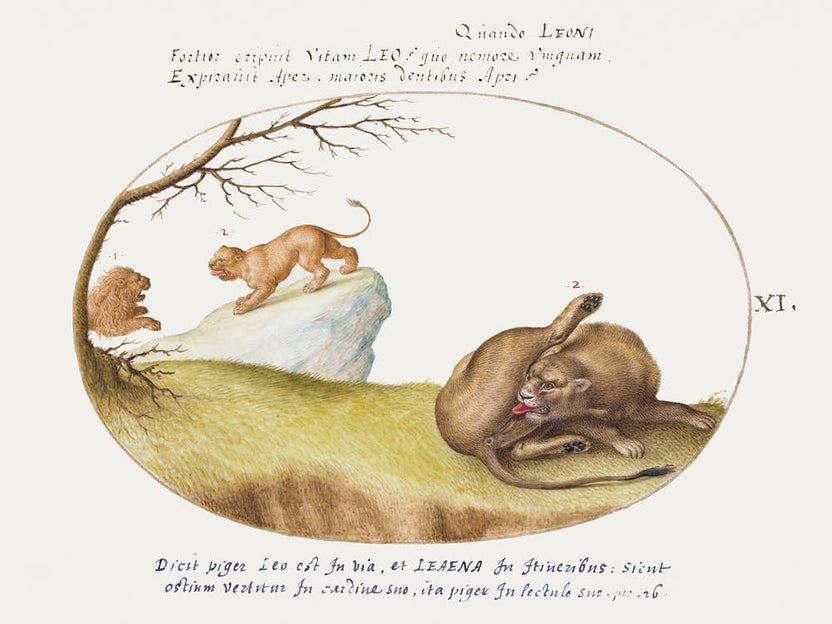 A Lioness With Two Lions In The Background (1575–1580), Joris Hoefnagel