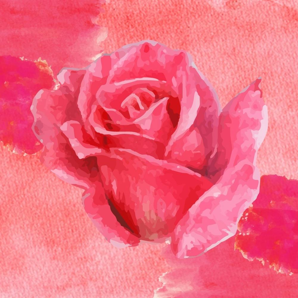 Pink Rose Watercolor Painting