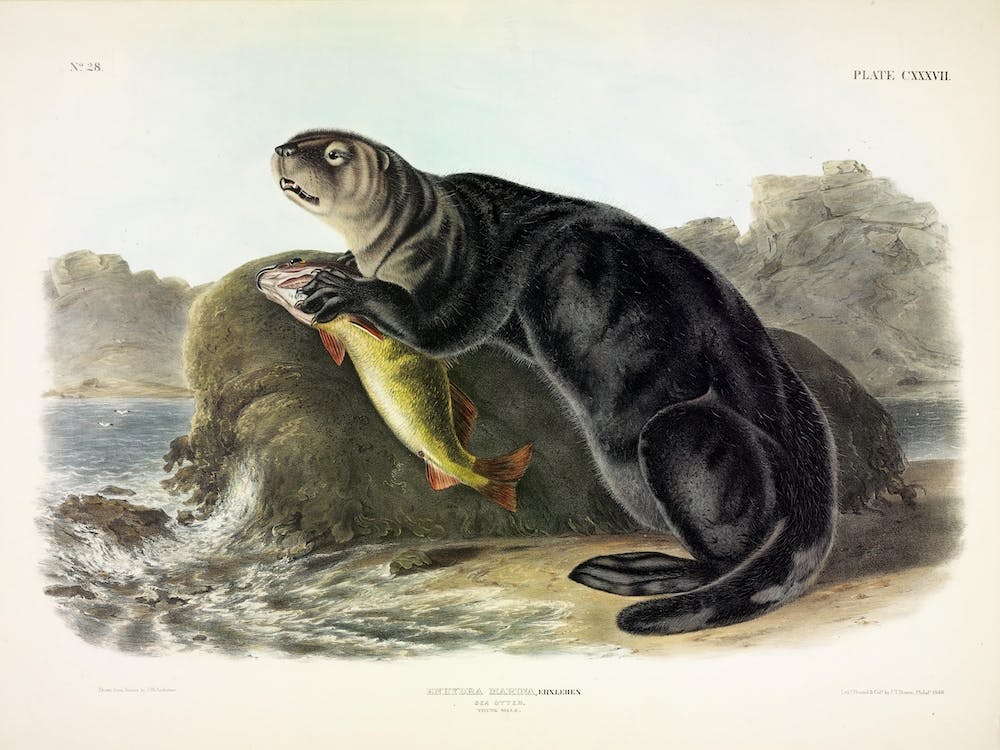 Sea Otter, John James Audubon