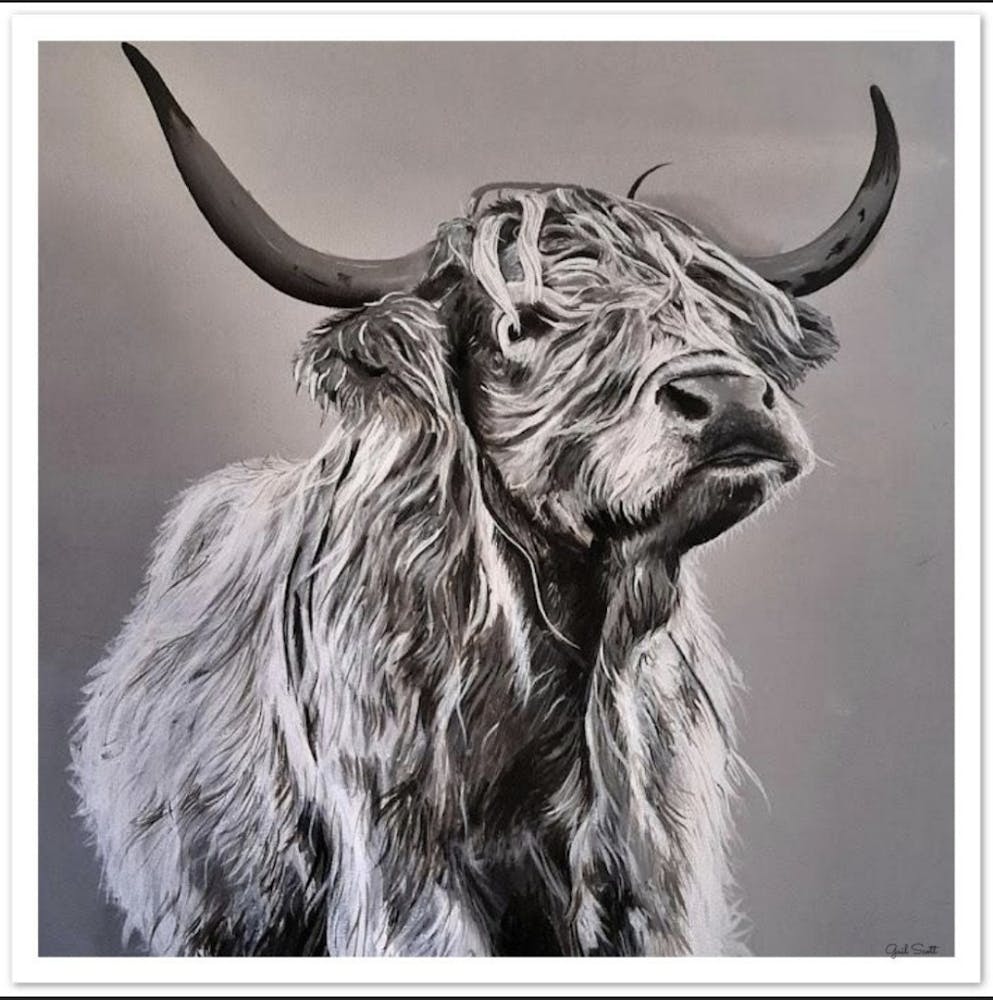 Highland coo