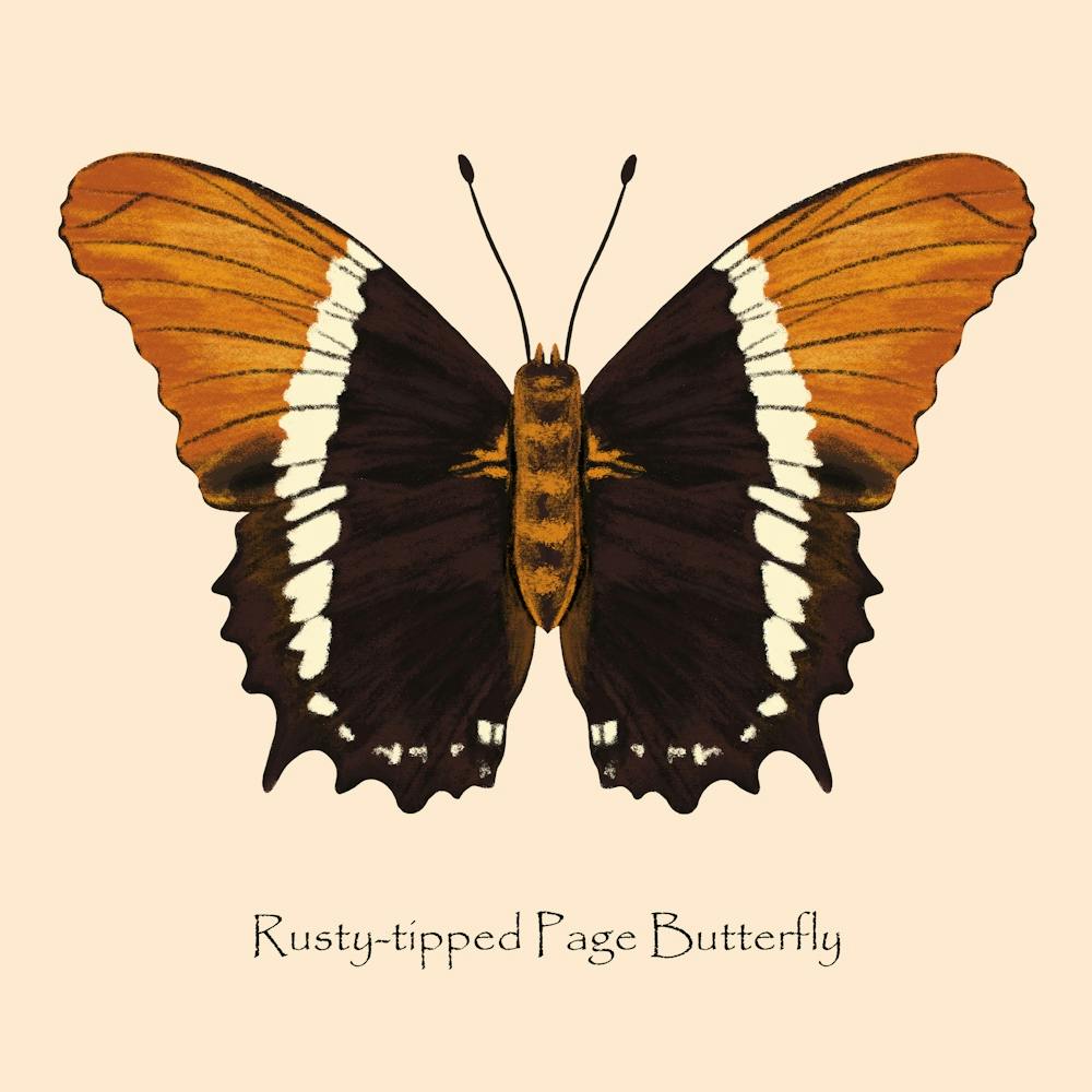 Schmetterling Rostspitzig
