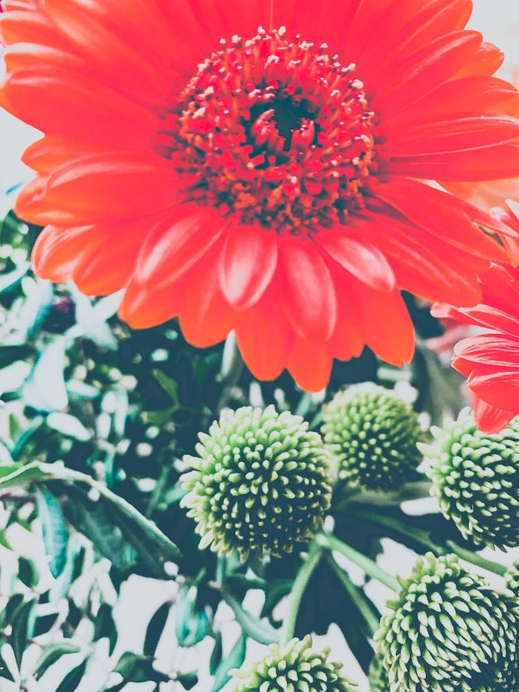 Gerbera