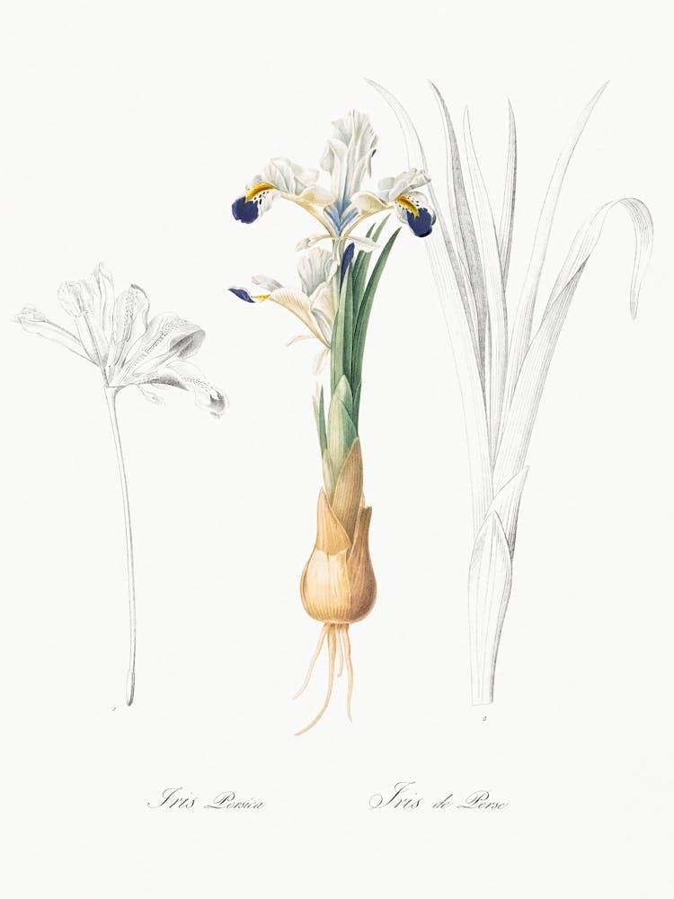 Iris Persica Illustration From Les Liliacées (1805), Pierre Joseph Redoute