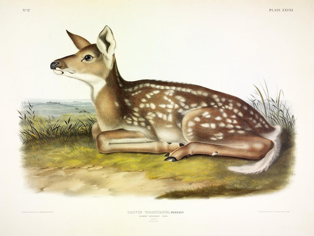 American Deer,  John James Audubon