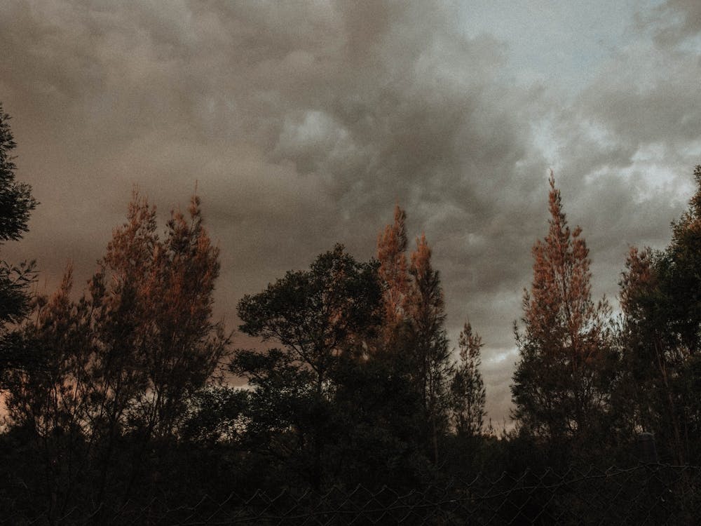 Dark Clouds Over Trees