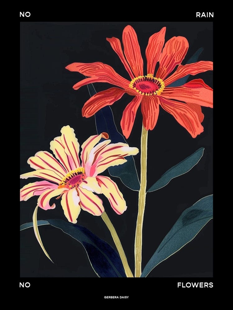 No Rain No Flowers Poster Gerbera Daisy 4