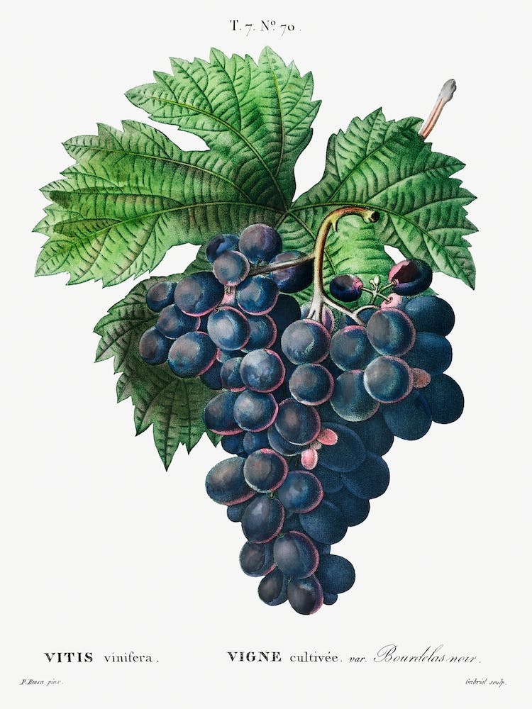Vitis Vinifera, Pierre Joseph Redoute