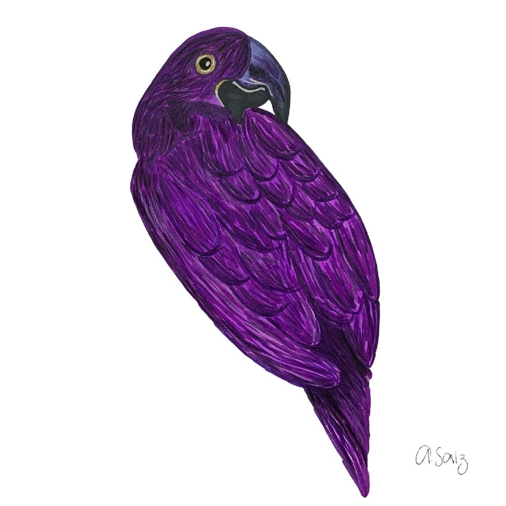 Purple Parakeet 2