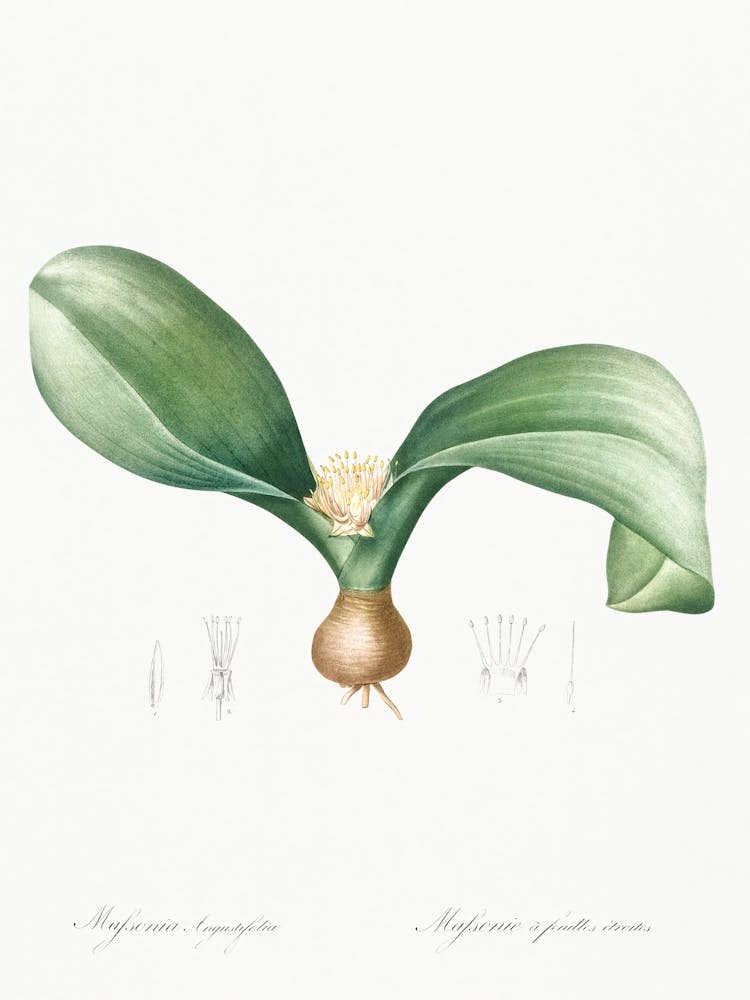 Hedgehog Lily Illustration From Les Liliacées (1805), Pierre Joseph Redoute