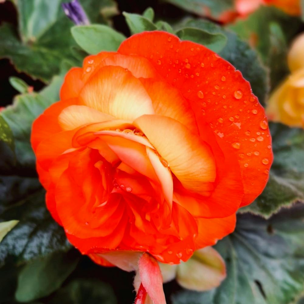 Begonia Wet 
