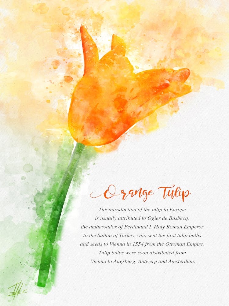 Orange Tulip