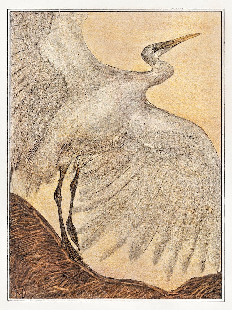 Egret, Theo Van Hoytema