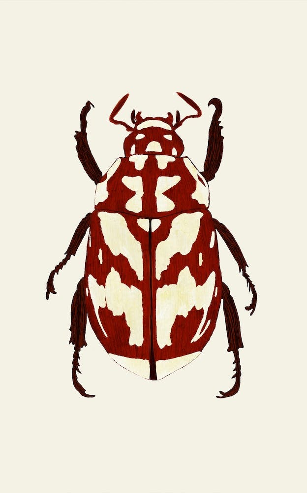 Coccinelle Rouge