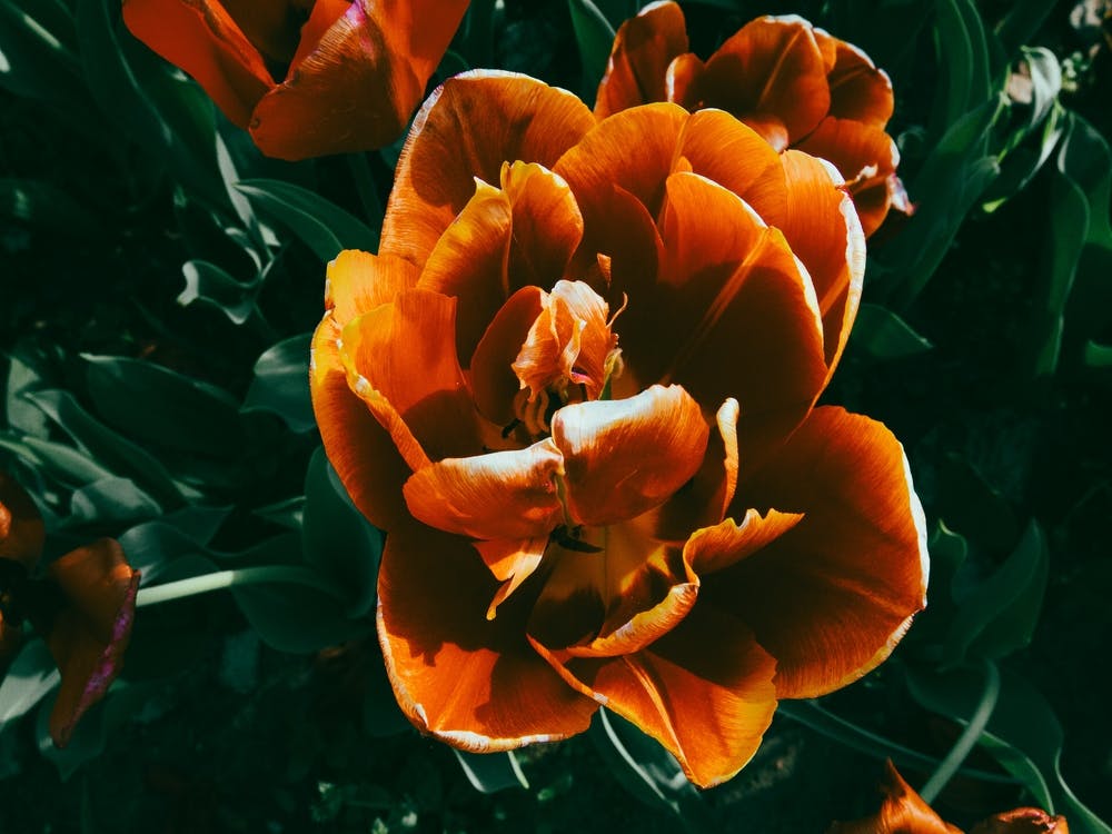 Orange and Red Tulips