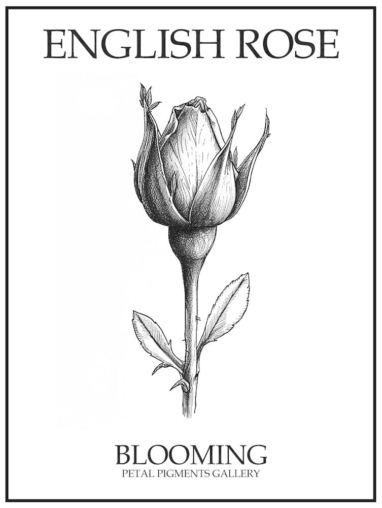English Rose Blooming Line Drawing 3 Poster