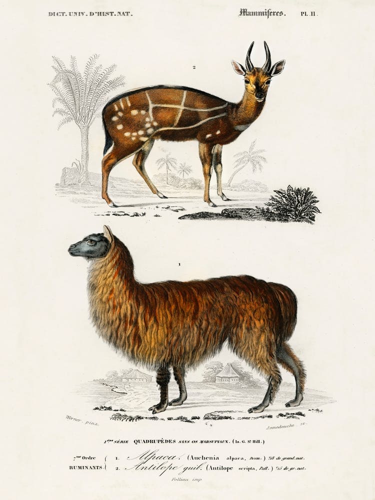 Alpaca (Vicugna Pacos) And Antilope Guib, Charles Dessalines D'Orbigny