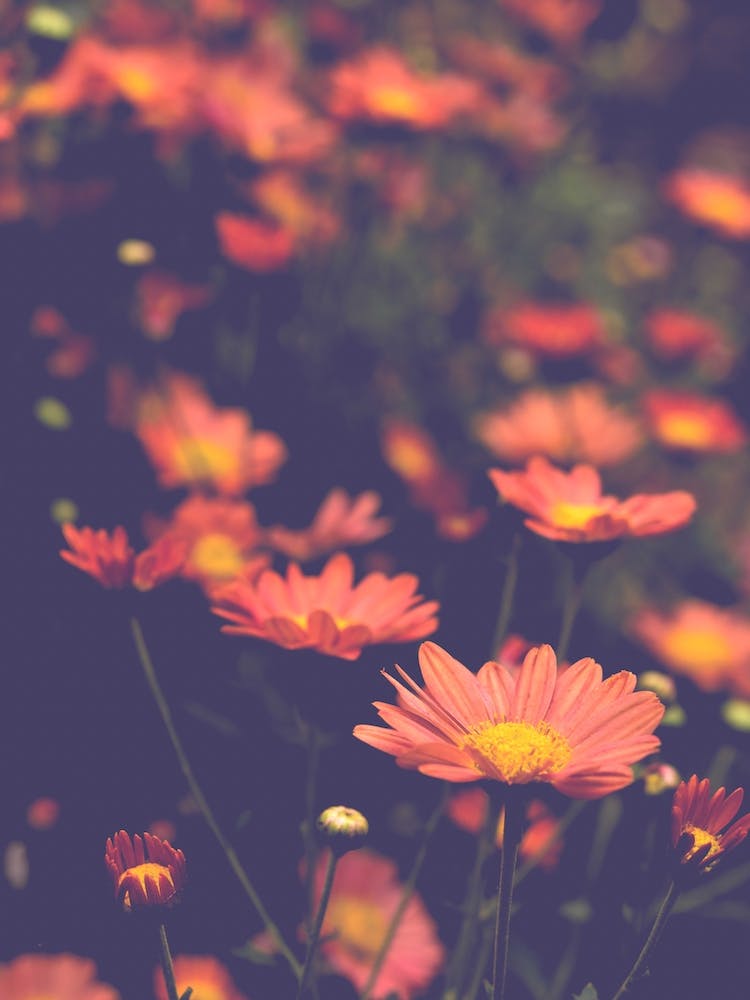 Abundant Dreams