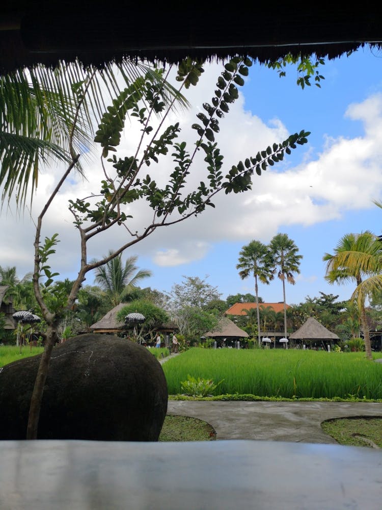 Rice Field View in Bali