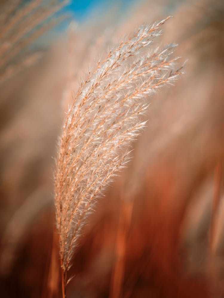 Reeds Nature Grass