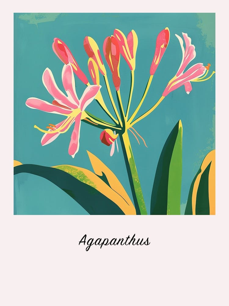 Agapanthus 2 Square Flower Illustration Poster
