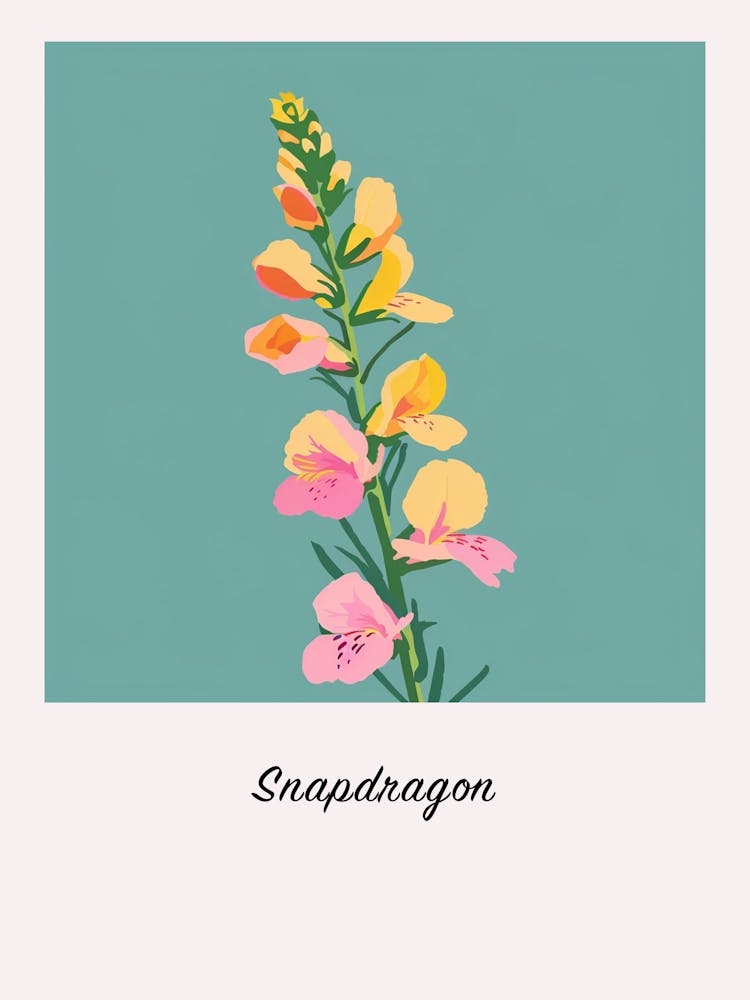 Snapdragon 1 Square Flower Illustration Poster