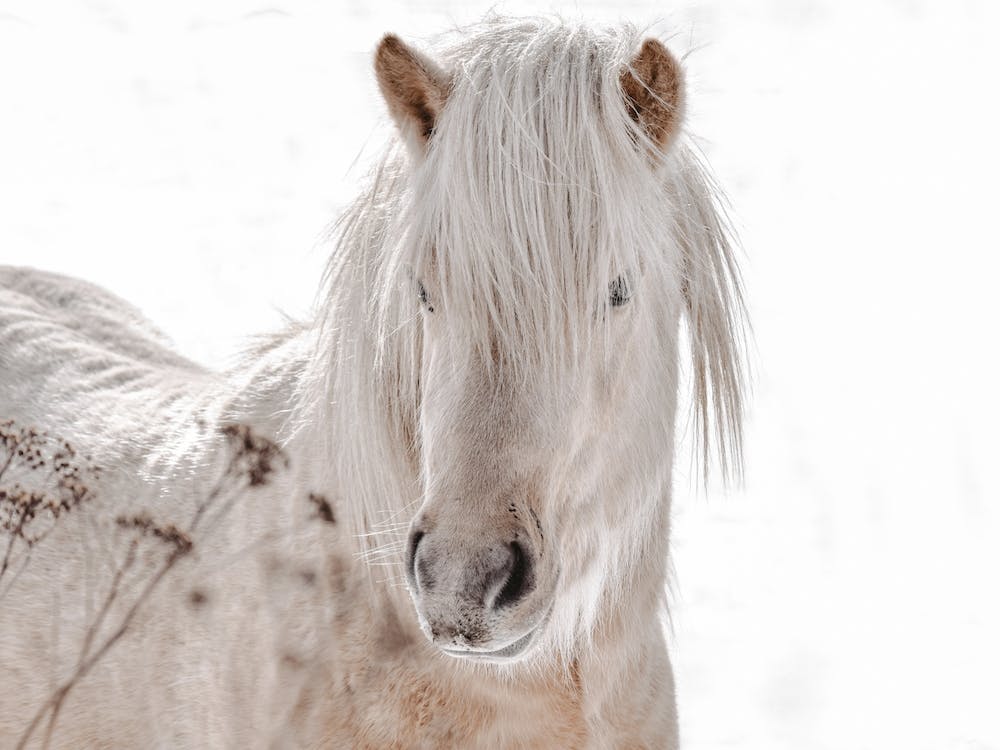 Neutral Winter Horse