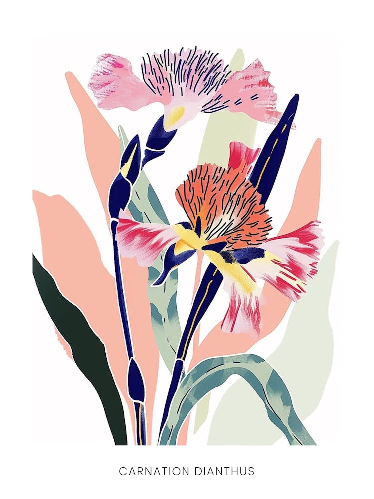 Colourful Flower Illustration Poster Carnation Dianthus 4