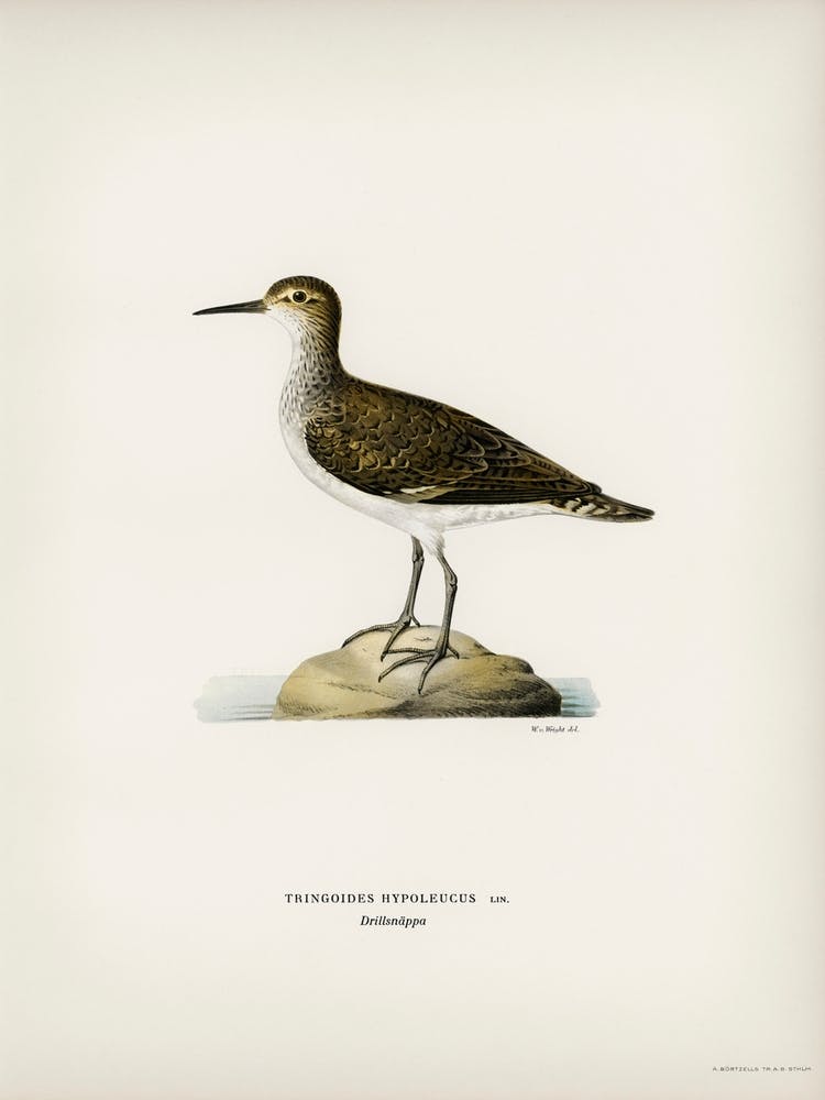 Sandpiper, The Von Wright Brothers