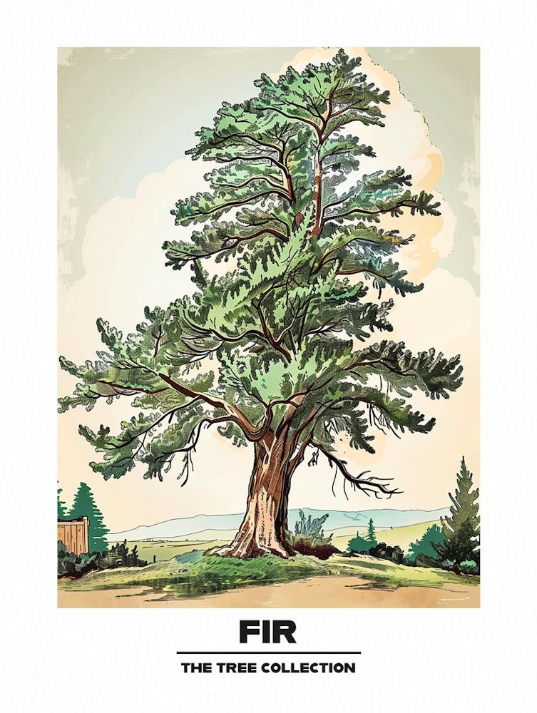 Fir Tree Storybook Illustration 3 Poster