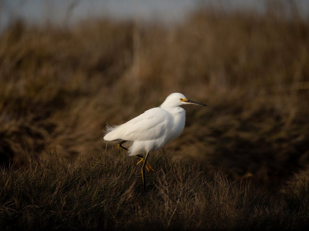 Snowy Egret No 1