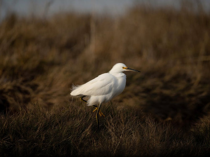 Snowy Egret No 1
