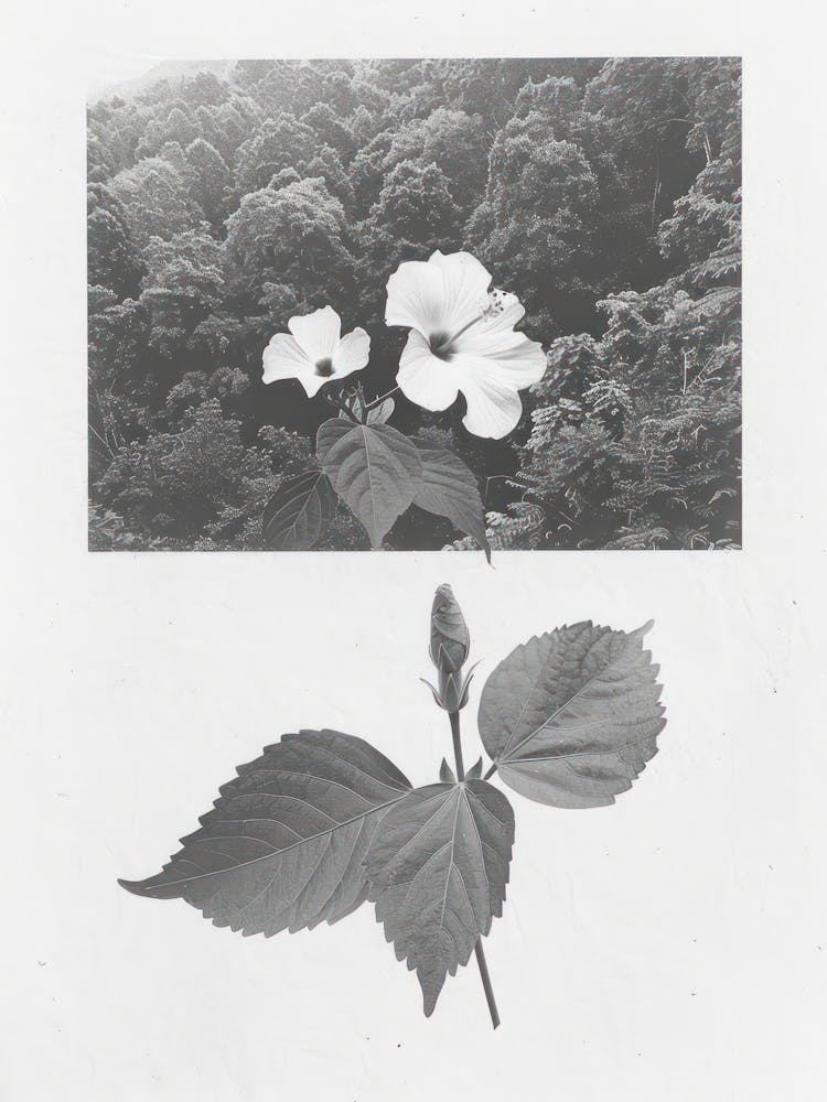 Hibiscus Flower Photo Collage 4