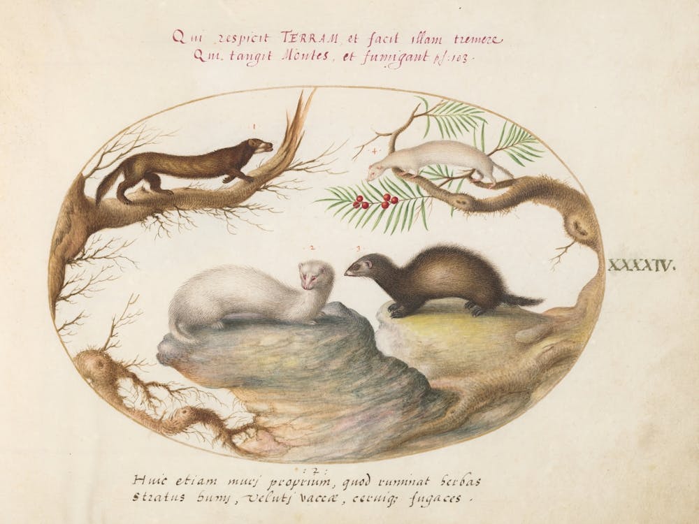 Animalia Qvadrvpedia Et Reptilia, Joris Hoefnagel 2