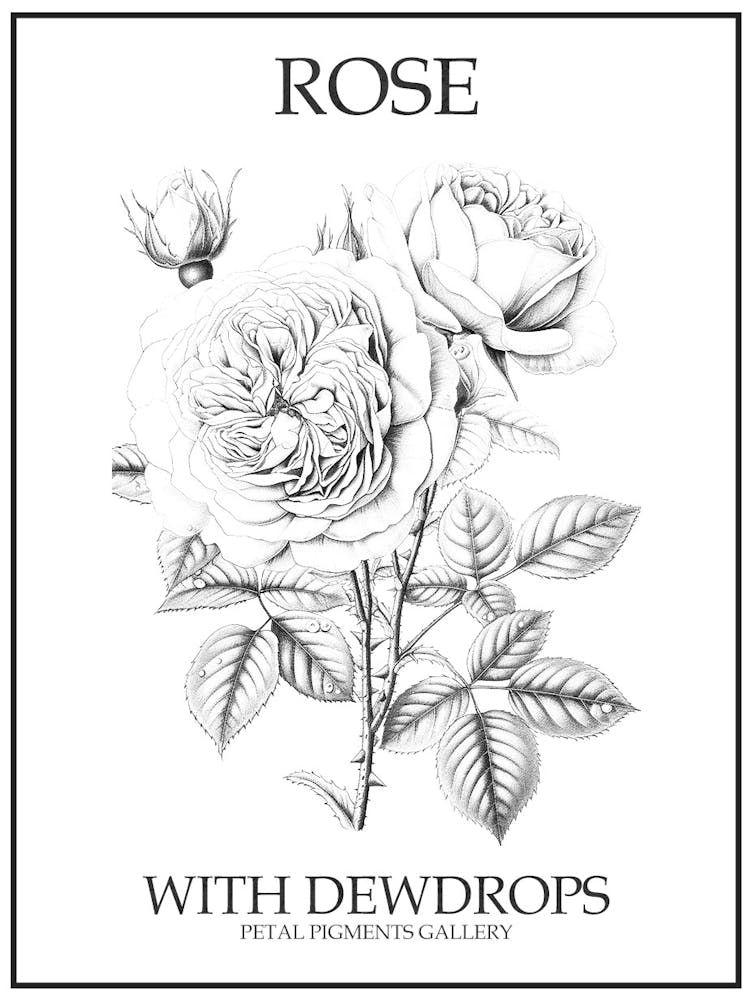 Rose With Dewdrops Line Drawing 1 Poster