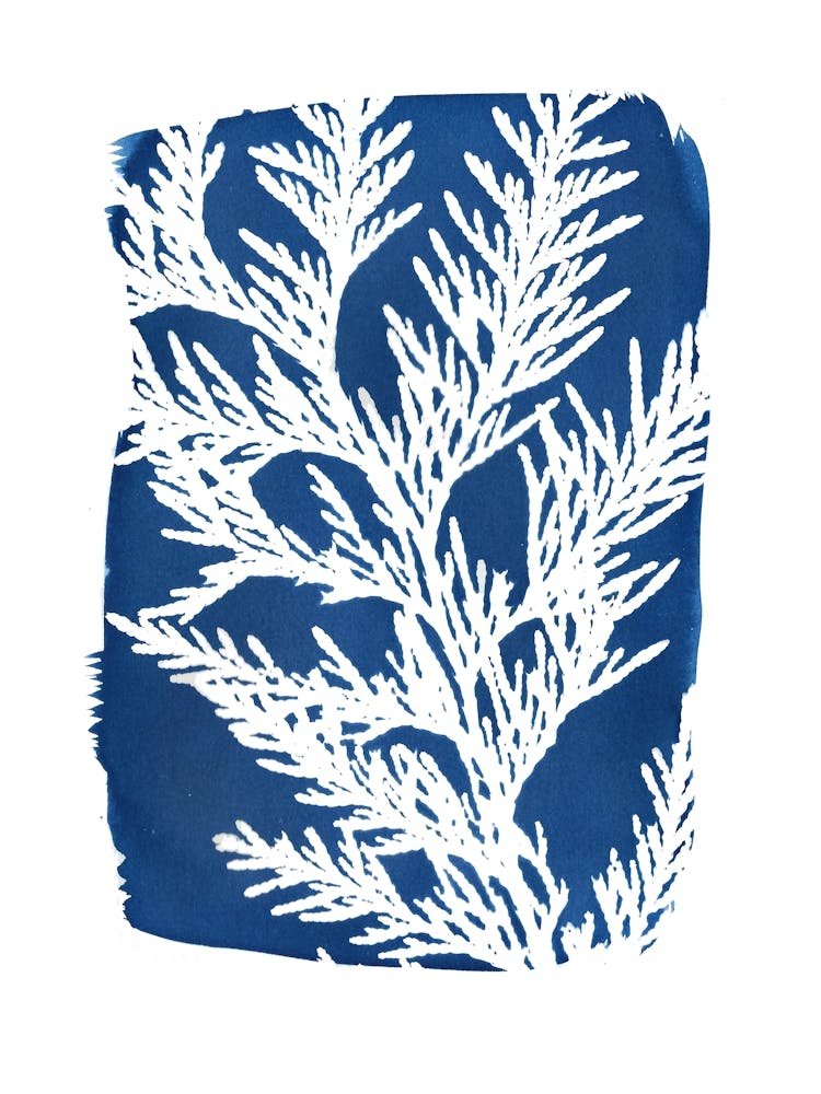 Zypressen-Nadelbaumblatt Blau
