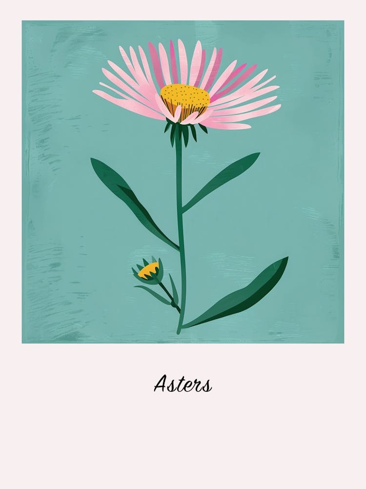 Astern 1 Quadratische Blumenillustration Poster