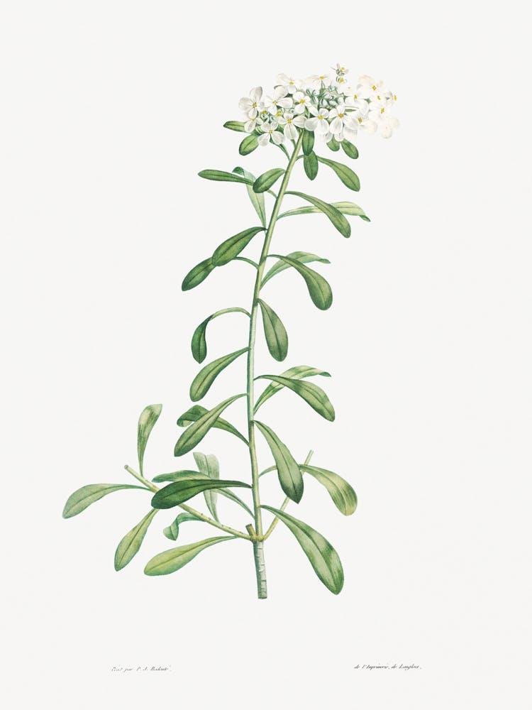Kleiner Blütenstand weißer Blumen aus La Botanique de J. J. Rousseau, Pierre Joseph Redoute (2)