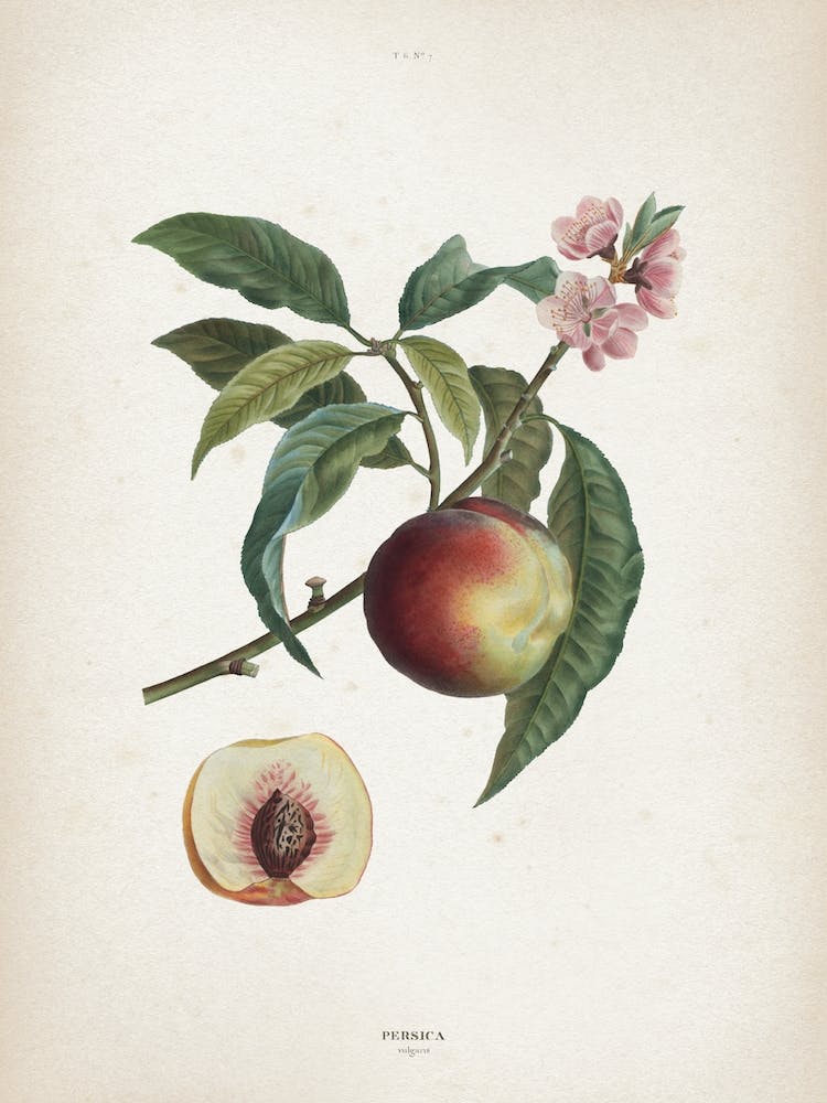 Vintage Redouté 1 Persica Vulgaris