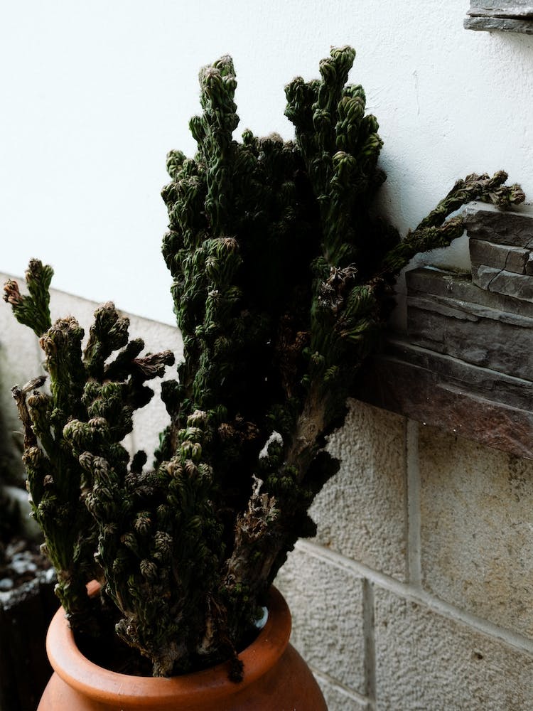 The Cactus In The Streets Of Portugal Travel