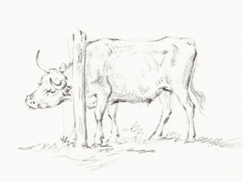 Standing Cow, With Its Head Between Poles, Jean Bernard