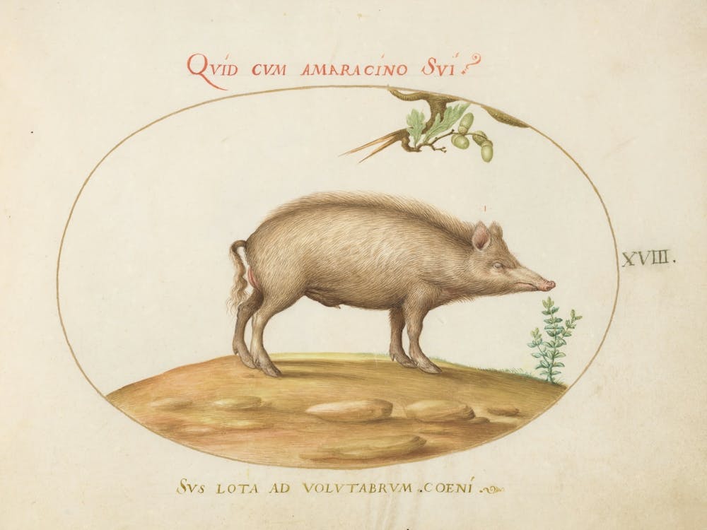 Animalia Qvadrvpedia et Reptilia (c. 1575-1580), Joris Hoefnagel (2)