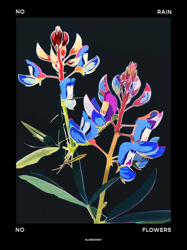 No Rain No Flowers Poster Bluebonnet 4