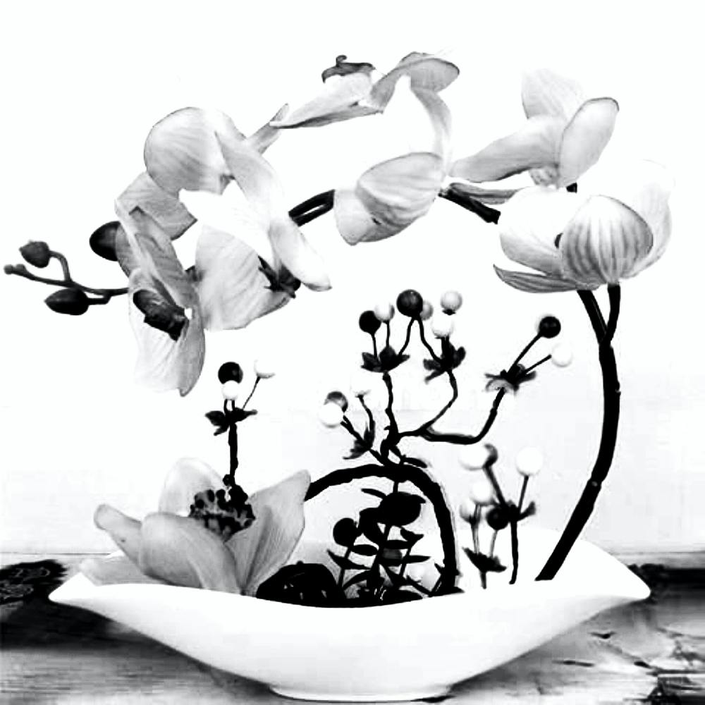 Orchid Art Black And White