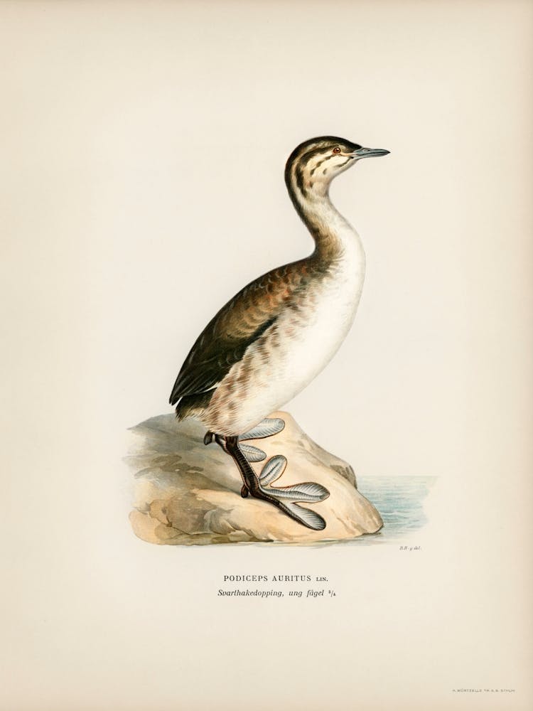 Young Horned Grebe, The Von Wright Brothers 1