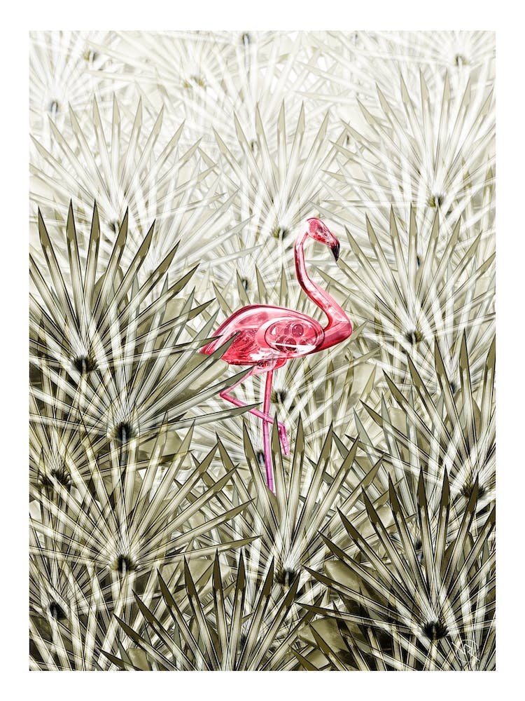 Flamant de Miami
