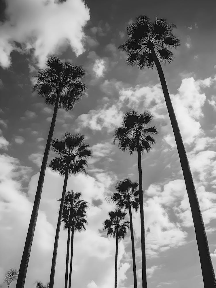 Palm Trees In The Sky 3