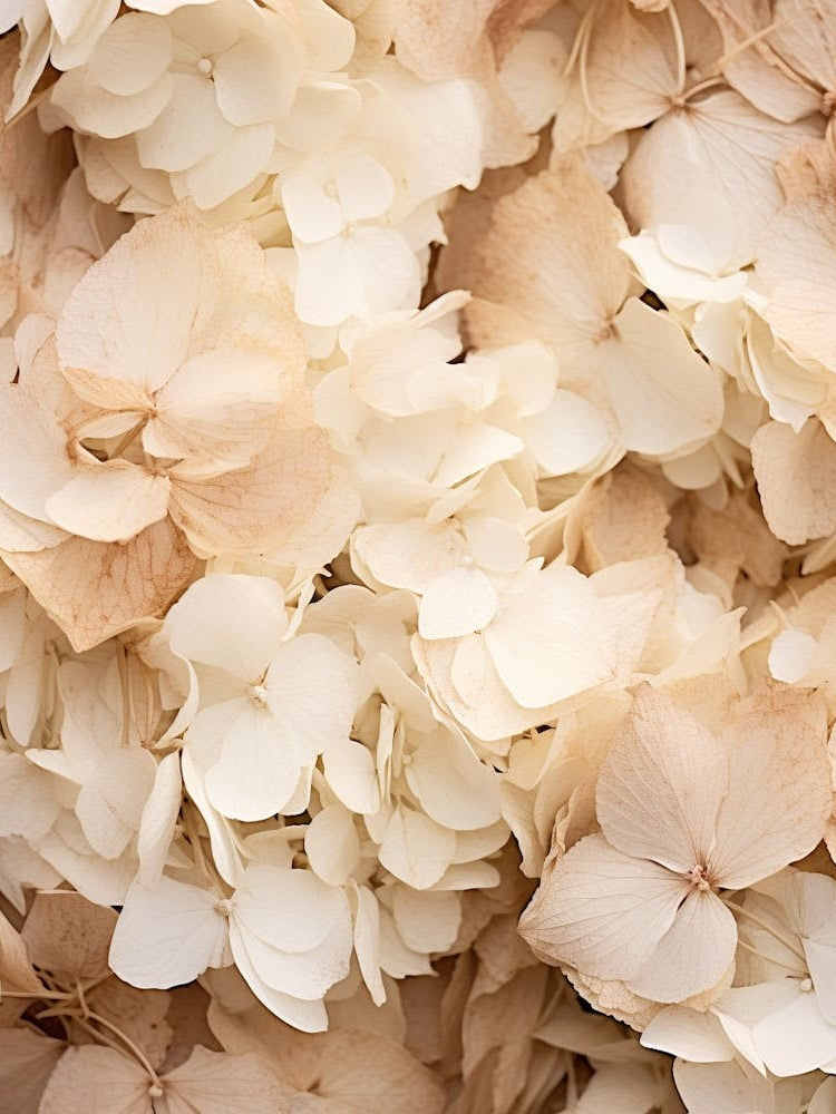 Boho Dried Flowers Hydrangea 2