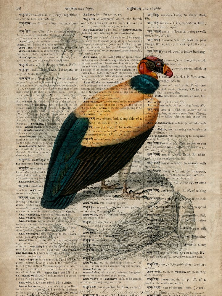 Vulture Dictionnaire Universel Dhistoire Naturelle